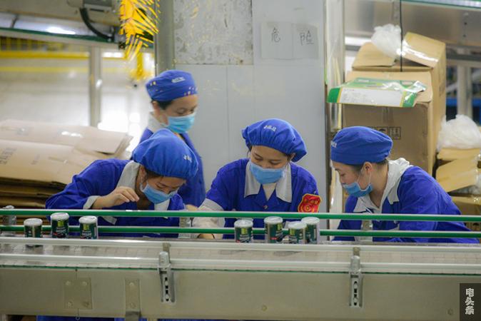 图为3月6日，复工后的中恒集团龟苓膏生产现场工人们忙碌的景象（何华文）