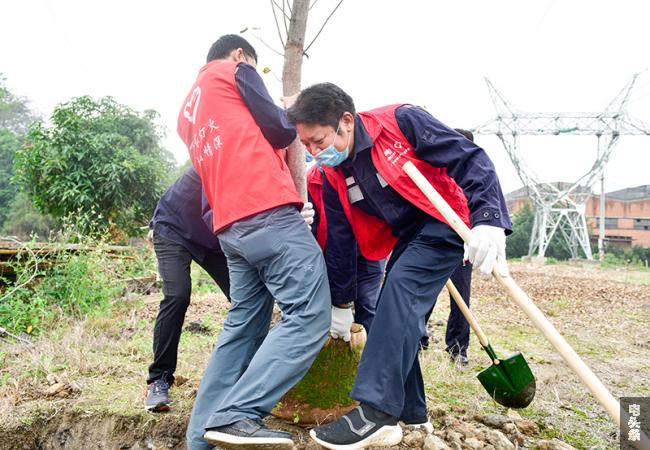 南方电网广西梧州供电局红马甲志愿者们合力抬树苗（何华文）
