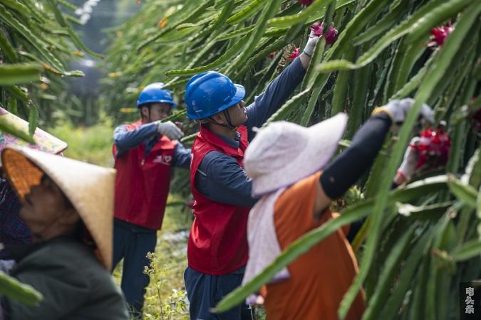 8月4日，南方电网广西新电力岑溪供电公司党员服务队员和果农一起采摘火龙果。（何华文 ）