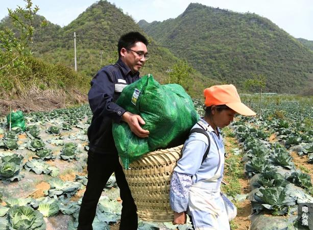 严召波在紫云县洛麦村驻村期间和村民一起收割蔬菜  王进 摄