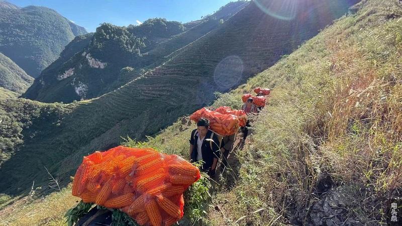 机耕路建设前，村民收获粮食是走这样的道路