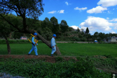 历史小村的别样风景 南方电网云南曲靖供电局助力烤烟生产