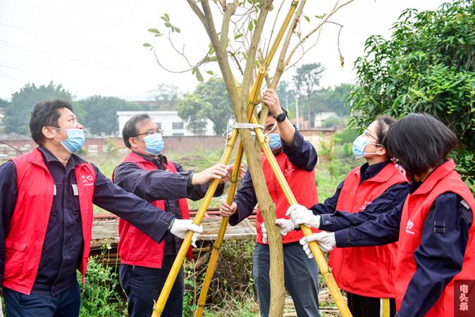 南方电网广西梧州供电局红马甲志愿者们为植好的树苗固定（何华文）