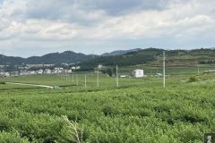 云南曲靖马龙：供电有保障 蓝莓果飘香