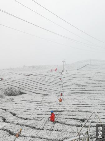 都匀供电局市郊分局江洲供电所对线路进行人工除冰，排除线路“冰患” （晏鸣）8