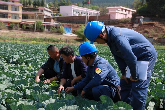 近日，南方电网云南曲靖宣威供电局得禄供电所工作人员走进得禄小菜种植基地开展客户走访。（王颖琦、浦帅）