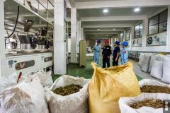 广西苍梧：充足电源让茶产业增收助乡村振兴（图）