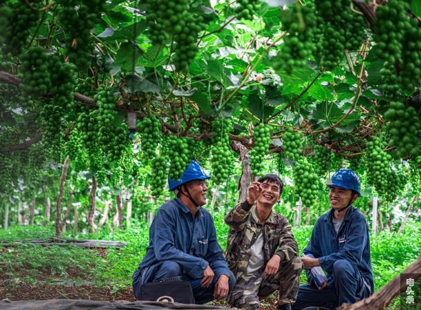 葡萄种植户向供电所员工介绍浇灌用电需求