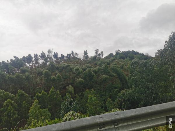 受台风“暹芭”影响，岑溪市出现强风暴雨恶劣天气。图为水汶镇石村的山林大片树木伏倒。