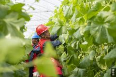 广西岑溪：电力服务蔬果种植基地（图）