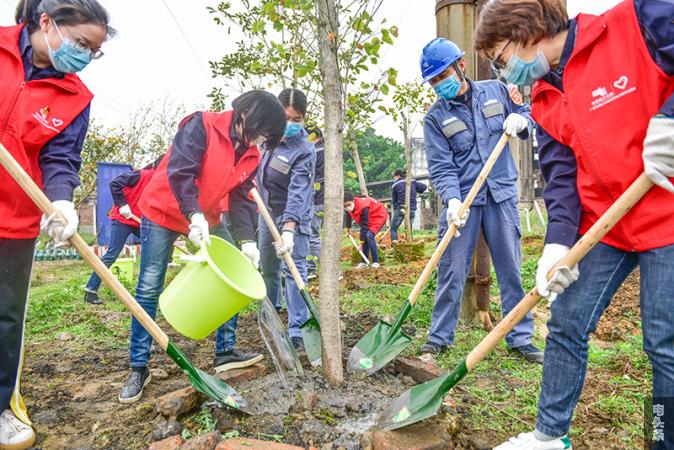 参加植树的志愿者们为树培土施肥（何华文）