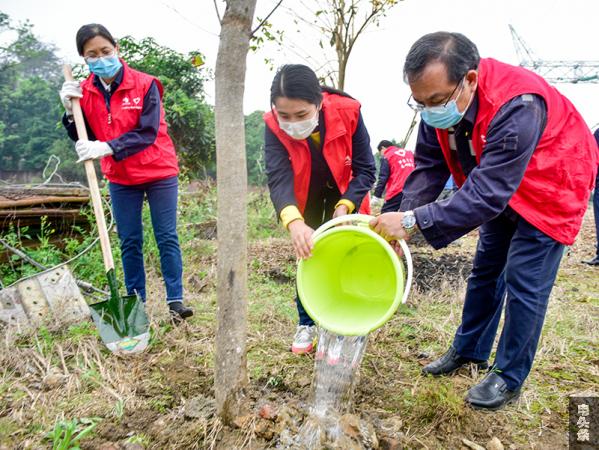 参加植树的志愿者们对植好的树进行浇水（何华文）